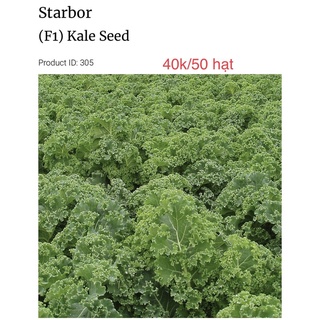 Cải xoăn Kale Starbor