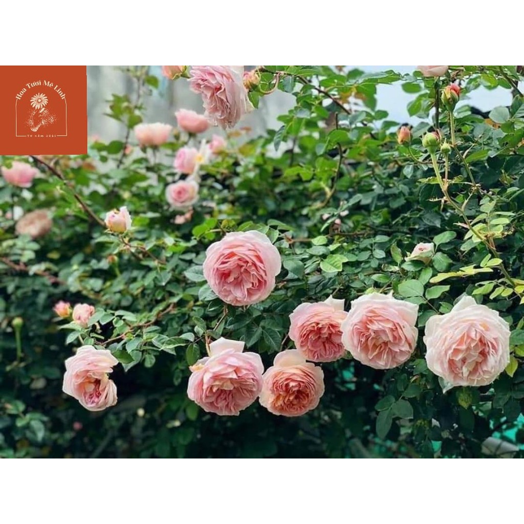 Hoa Hồng NGOẠI Abraham Darby (LEO ) Vẻ Đẹp Tinh Khiết -HoaTuoiMeLinh