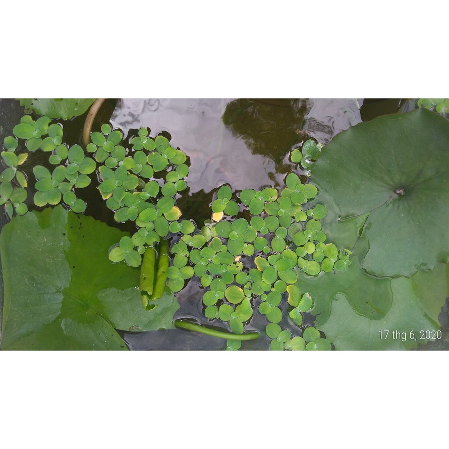 Bèo cái nhật mini - Cây thủy sinh