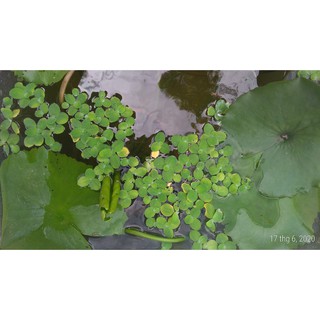 Bèo cái nhật mini - Cây thủy sinh (1 gói 10 cây)