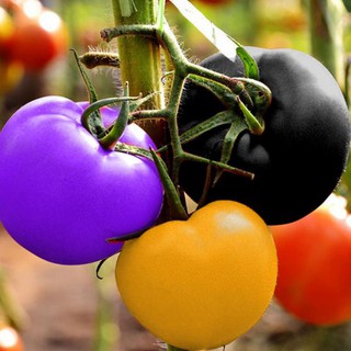 Sale Hạt giống cà chua cầu vồng giá rẻ