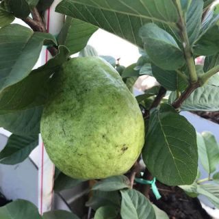 Cây giống ổi lê đài Loan hàng cây chiết