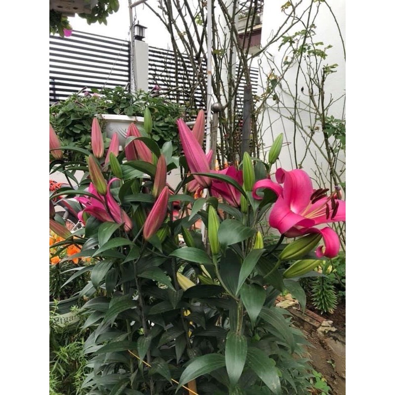 CỦ HOA LY CAO  THƠM  HÀ LAN