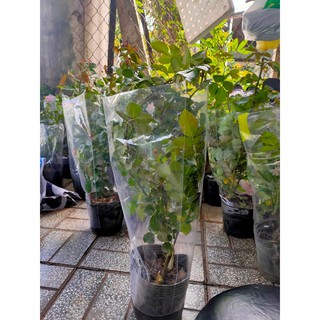 [TẶNG.KÍCH.RỄ] HOA HỒNG LEO RED EDEN