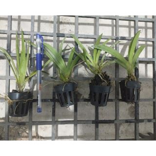 Combo Vũ nữ Bút Chì 4cay 150k
