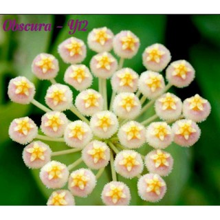 Cẩm cù obscura như hình 2,3 - số 12