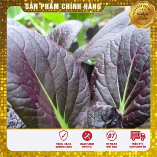 Hạt giống Cải chit