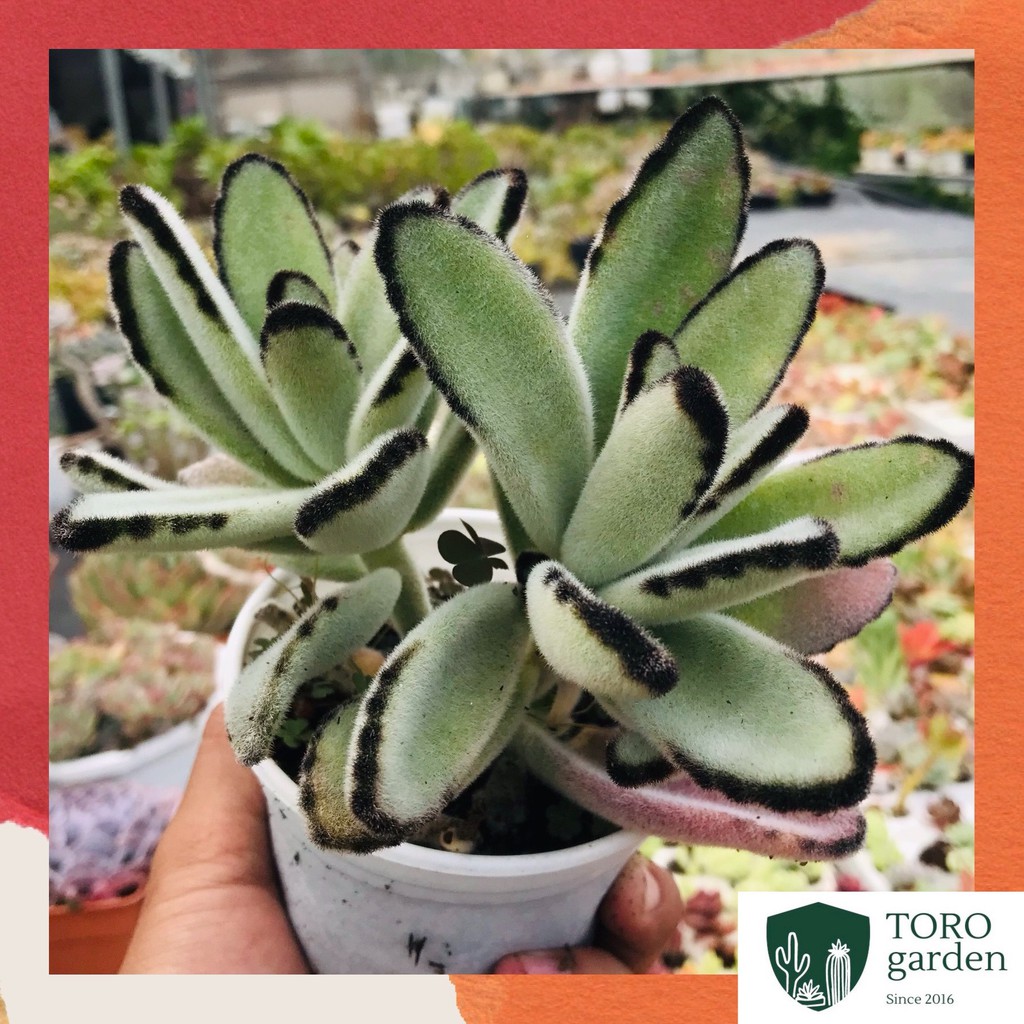 Sen đá nhung lông đen Đà Lạt size trung bình cây cảnh trang trí nhà cửa Toro garden