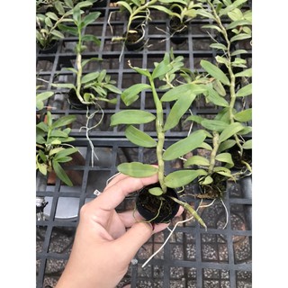 Phi Điệp 5ct Cây Con