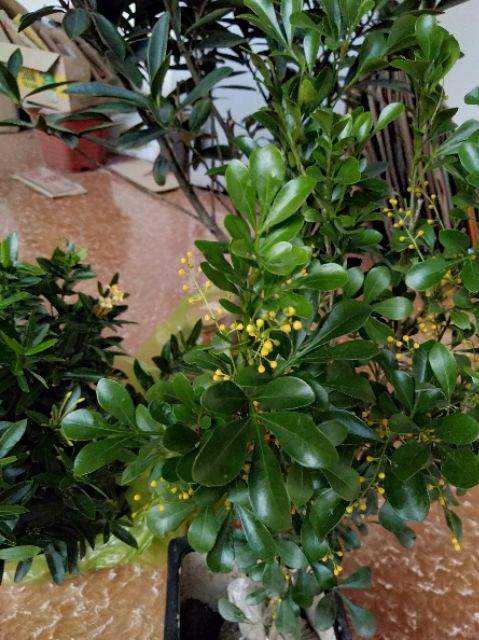 Cây ngâu vừa làm cảnh vừa làm vị