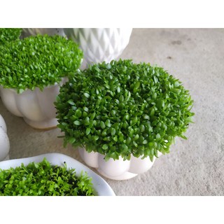 Hạt giống cỏ may mắn gói 10g