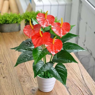 Chậu mềm hồng môn để bàn
