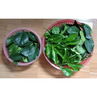 Lá bưởi tươi 100gr