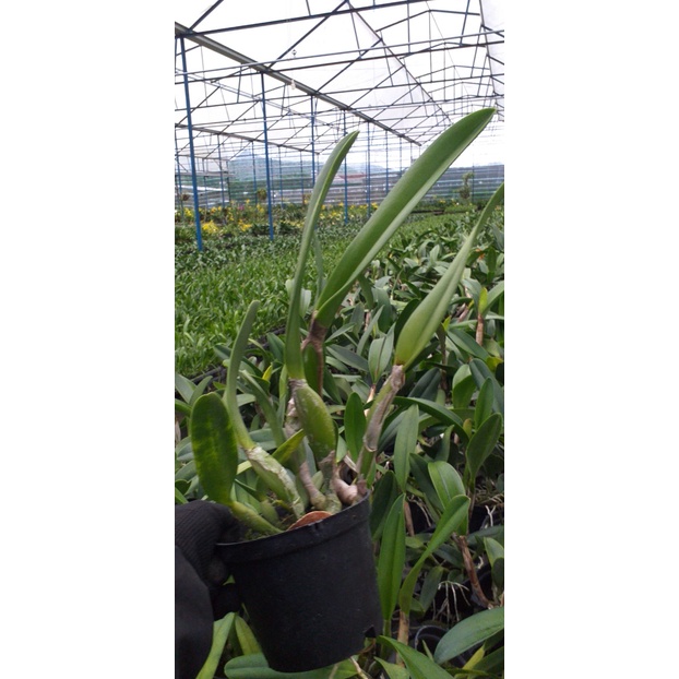 Hoa lan cattleya : Lông Heo