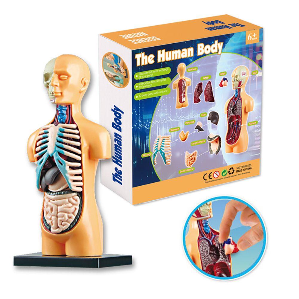 Bebetterm Mô Hình Torso Đồ Chơi Dạy Học Theo Phương Pháp Montessori Tháo Rời Được