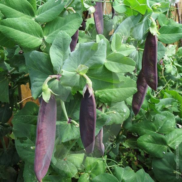 Sale Hạt giống đậu hà lan tím chất lượng cao - Tặng kích mầm & Tài liệu hướng dẫn gieo trồng