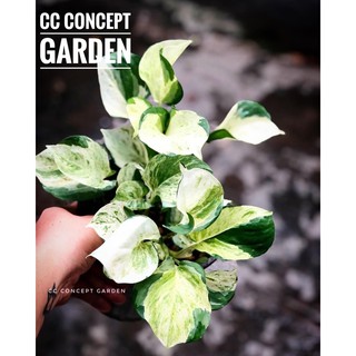 Trầu Bà | Pothos Manjula