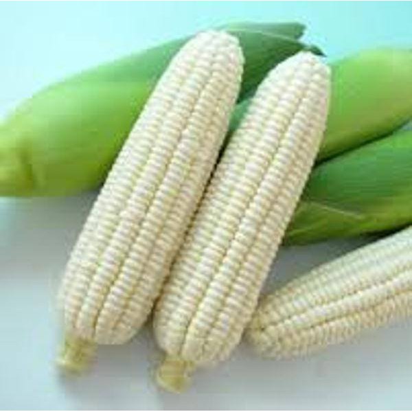 Hạt Giống Bắp Nếp Trắng, Nếp Nù Dễ trồng nhanh lên