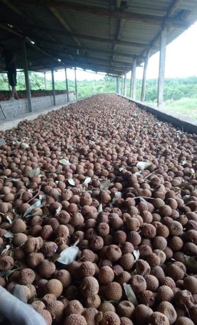 500G VẢI SẤY KHÔ BẮC GIANG loại ngon