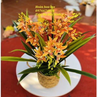 Hoa giả_Chậu hoa địa lan cao cấp giống thật 99%, phù hợp trang trí mọi không gian nhà cửa