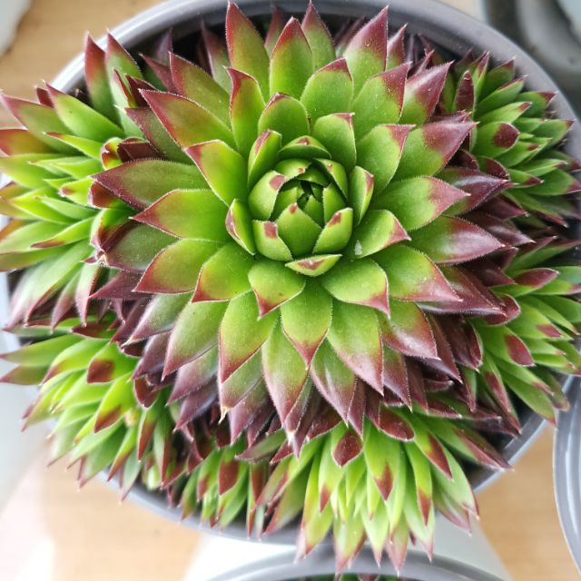 Sen đá phật bà