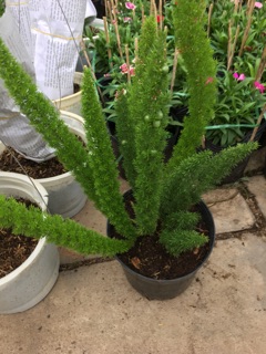 Cây dương xỉ đuôi chồn