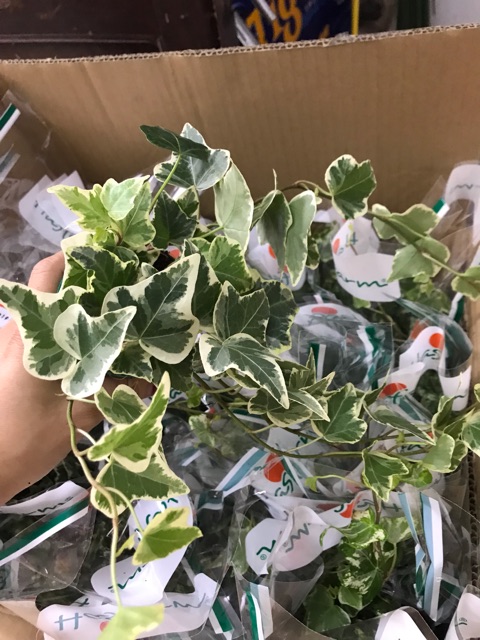 Cây thường xuân