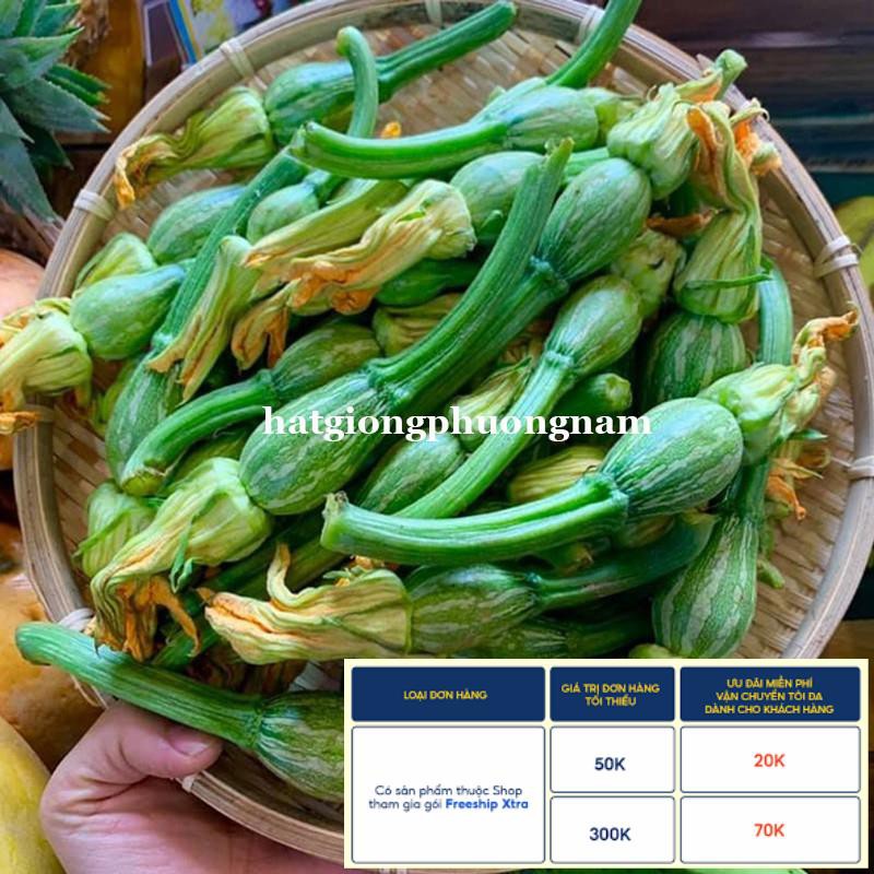 10 H - HẠT GIỐNG BÍ NỤ