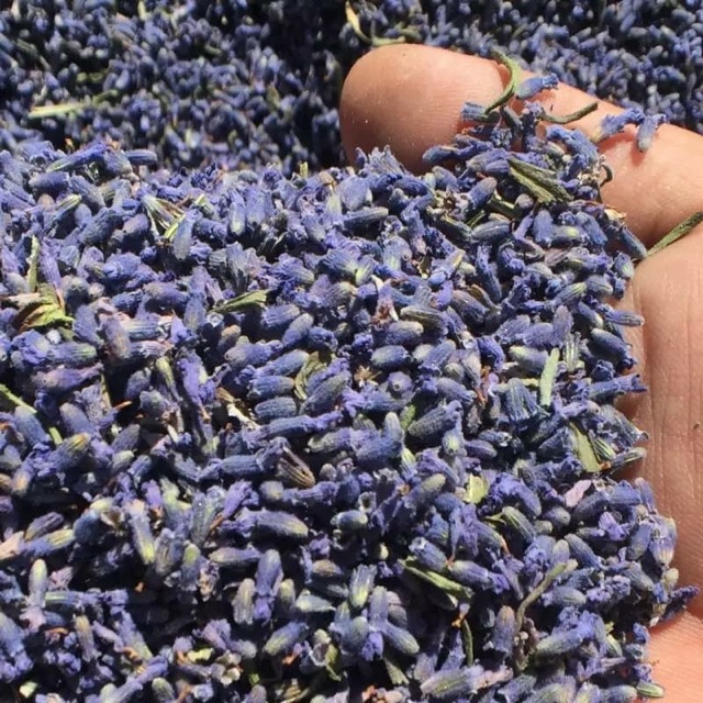 Nụ hoa Lavender khô