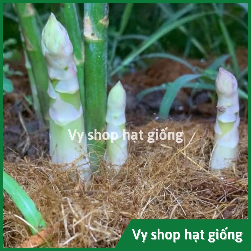 Hạt giống măng tây xanh Thái Lan nguyên gói 40 hạt