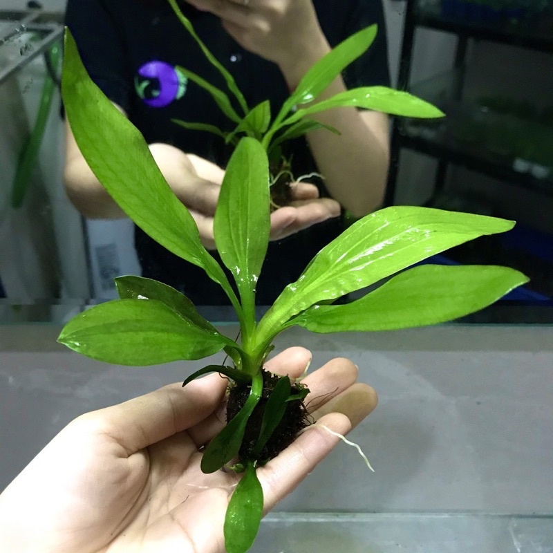 Cây thuỷ sinh Thanh Đản - thanh đản dễ trồng không cần co2