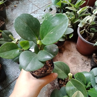 Cây trường sinh xanh, cẩm thạch