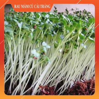 Hạt Giống Rau Mầm Củ Cải Trắng