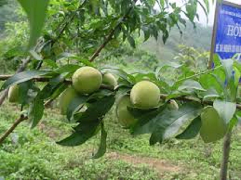 CÂY GIỐNG ĐÀO ĂN MỎ QUẠ SAPA (ĐÀO LÔNG) SIÊU NGỌT,SIÊU QUẢ-DÒNG QUẢ SỚM-CAM KẾT GIỐNG CHUẨN F1