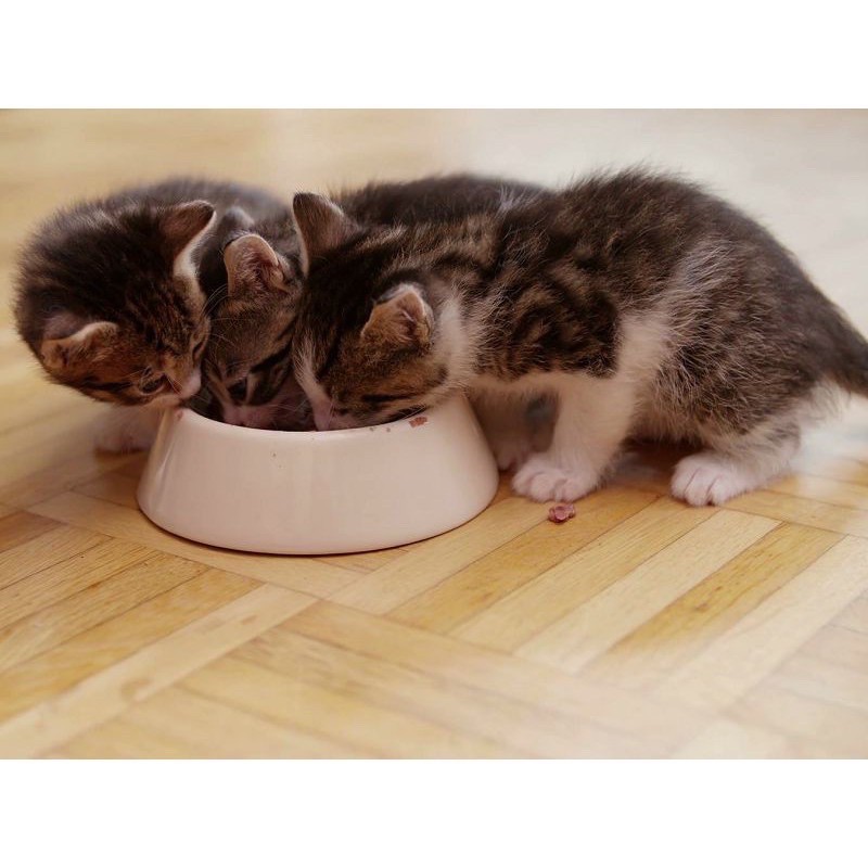 Pate Whiskas thơm ngon, giá rẻ gói 85gr( mèo lớn,)