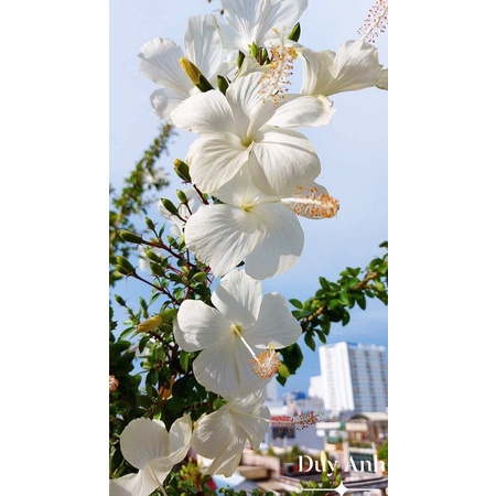 cây râm bụt trắng cổ