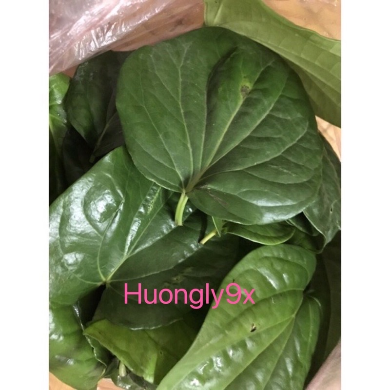Lá trầu không tươi nhà trồng- Ship hoả tốc Hà Nội