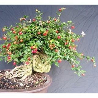 Hồng ngọc mai bonsai , cây giống gửi đi nguyên bầu