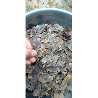 100 gram quả sưa trắng