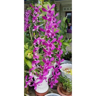 Hoa lan hoàng đế đỏ gửi nguyên chậu phi 12