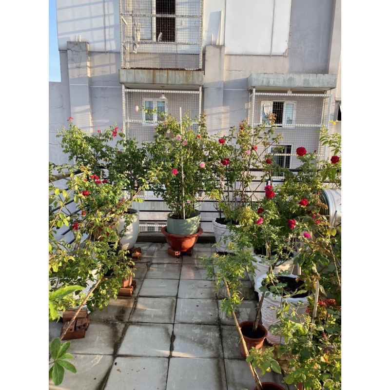 Giá thể trồng hồng cao cấp - Friendship garden