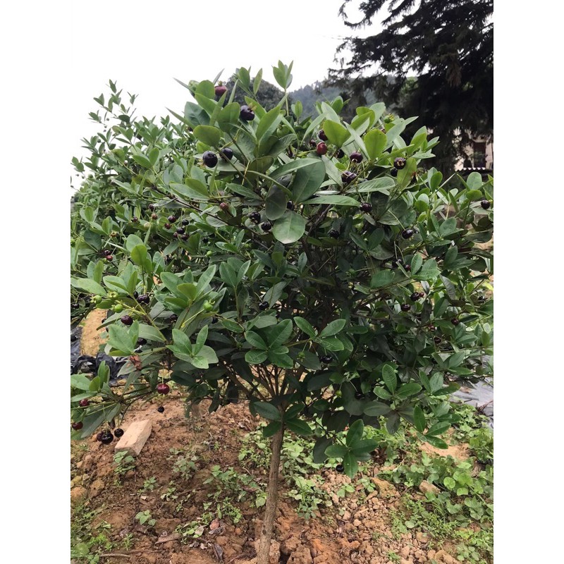 Cây Cherry Brazil - Cherry Nam Mỹ cây cao khoảng 40 - 50cm