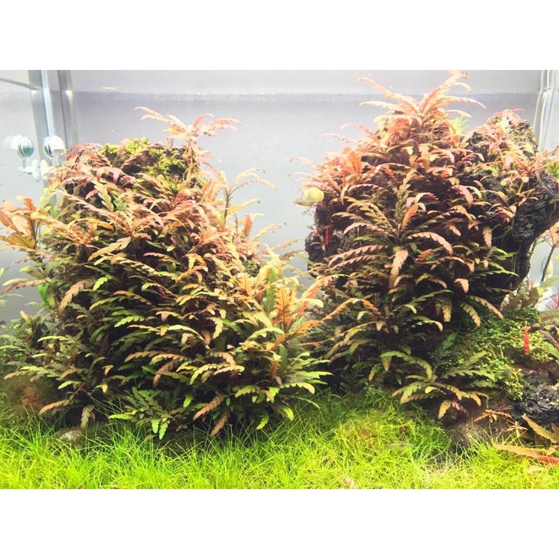 Cây thuỷ sinh liễu đỏ răng cưa siêu đẹp
