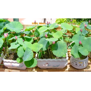 Hạt sen mini nhật 10 hạt full màu 9 màu