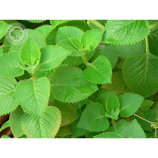 1 Cây Húng Chanh-Cây Tần Dày Lá trồng hữu cơ