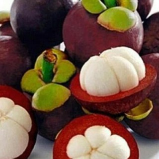 Cây Măng Cụt, Năng Suất Cao, Chống Chịu Tốt