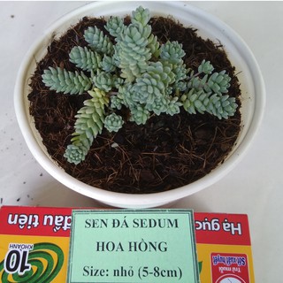 Sen đá sedum hoa hồng - size nhỏ (5-8cm)