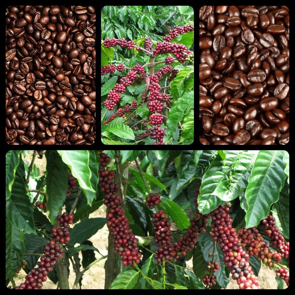 Tinh dầu Cà Phê ( coffee) 100ML nguyên chất cao cấp Nhập Khẩu