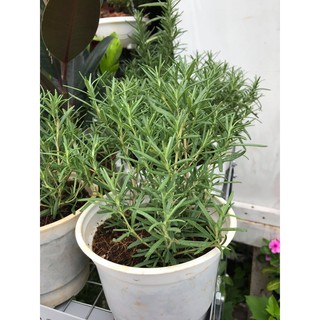Cây Hương Thảo (Rosemary)