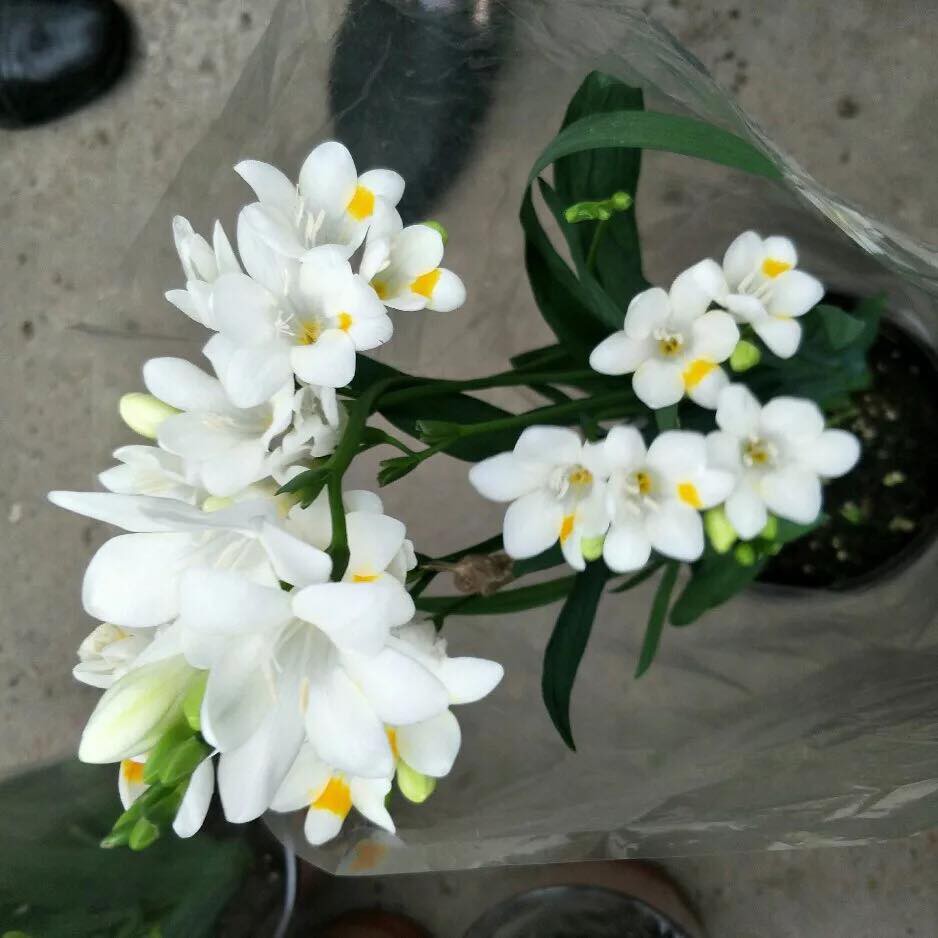 Củ giống hoa lan nam phi hoa màu trắng - 1 củ tặng kèm viên nén ươm củ